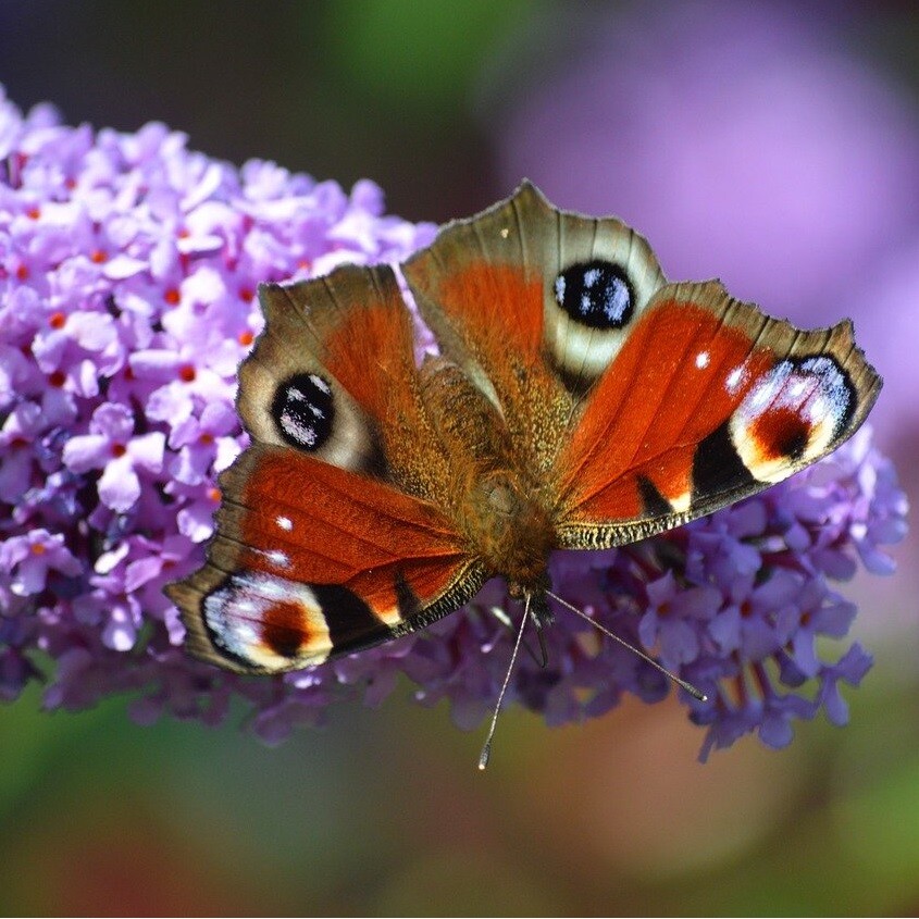Der Schmetterlingsstrauch (Buddleja): Ein Leitfaden für Pflanzung, Pflege und Beliebte Sorten