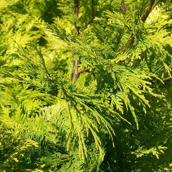 50 Graines De Séquoia Sempervirens SAFLAX - Séquoia Toujours Vert, Arbre Géant, Croissance Rapide