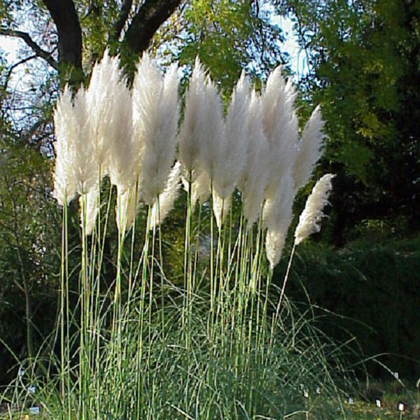Cortaderia Selloana: Alles über Anbau und Pflege von Pampasgras