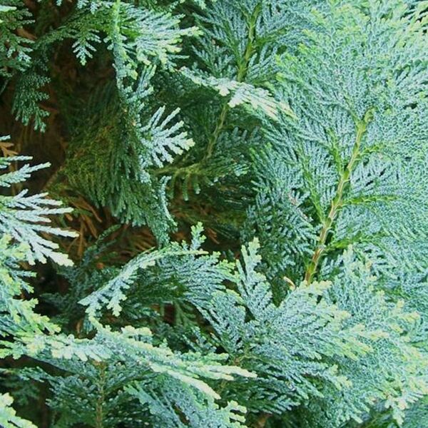 Blaue Scheinzypresse  Chamaecyparis lawsoniana  Blaugraue Nadeln,  pflegeleicht
