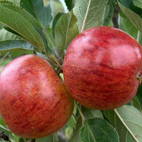 Malus domestica \'Alkmene\': Ein Leitfaden zur Pflege und Anbau von  Apfelbäumen