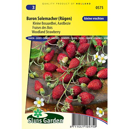 Walderdbeere Baron Solemacher (Rügen) - Gemüse oder Fruchtpflanzen