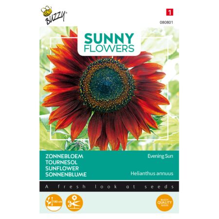 Buzzy Sunny Flowers, Tournesol Evening Sun