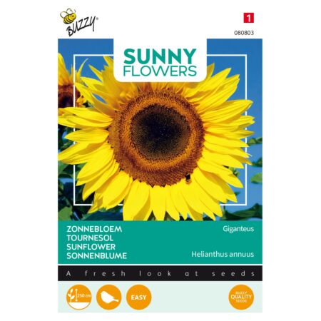 Buzzy Sunny Flowers, Tournesol Géant Giganteus
