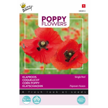 Buzzy Poppy Flowers, Klaproos Rhoeas Rood