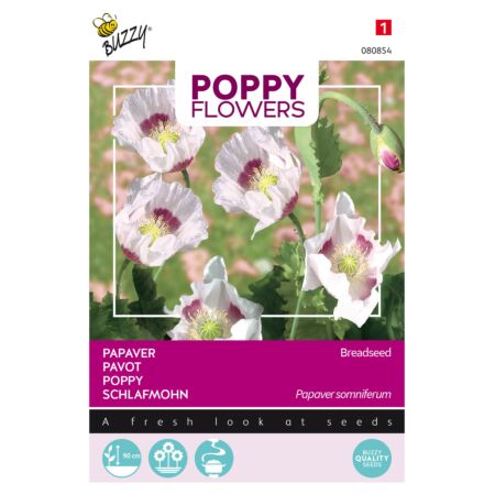 Buzzy Poppy Flowers Pavot des Jardins