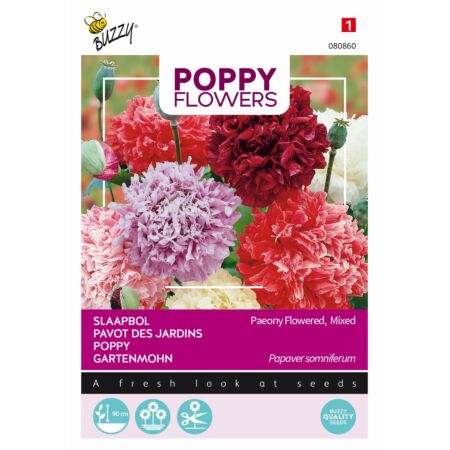 Buzzy Poppy Flowers Paeoniflorum Dbl Var.