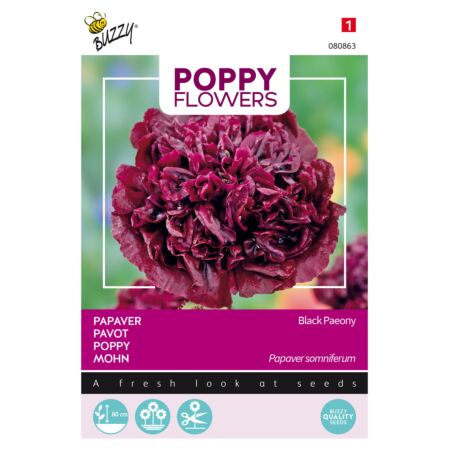Buzzy Poppy Flowers, Papaver Black Paeony