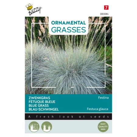 Buzzy Ornamental Grasses, Fétuque bleue 'Festina'