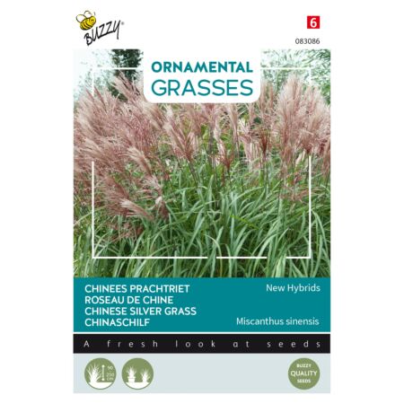 Buzzy Ornamental Grasses, Roseau de Chine 'New Hybrids'