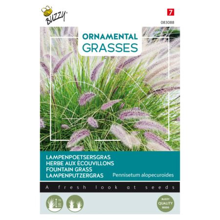 Buzzy Ornamental Grasses, Herbe aux écouvillons