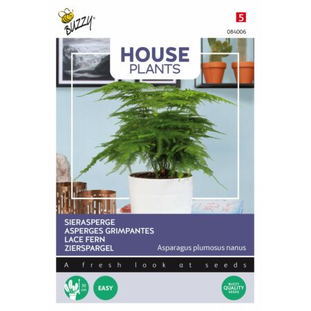 Buzzy House Plants Asparagus, Asperges Grimpantes