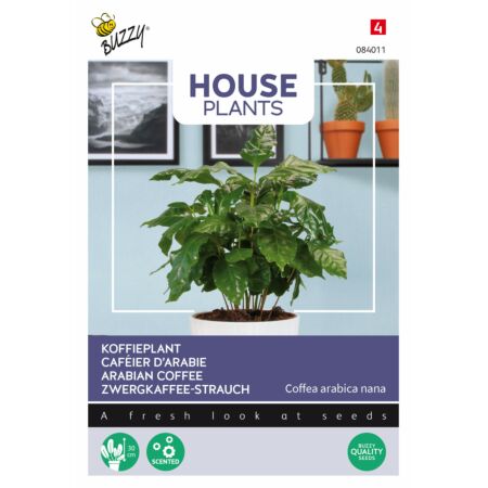 Buzzy House Plants Coffea Arabica, Caféier d'Arabie