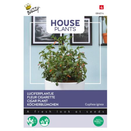 Buzzy House Plants Cuphea Fleur cigarette