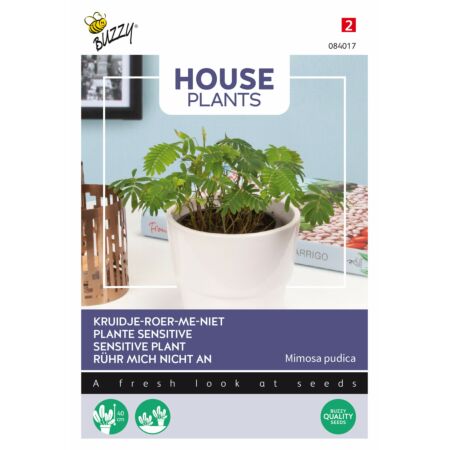 Buzzy House plants Mimosa pudica Rührmichnichtan