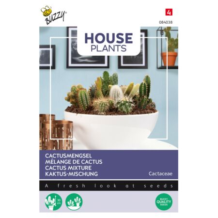 Buzzy House plants Cactee, Mélange de différentes espèces