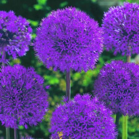 25 x Allium alflatunense 'Purple Sensation'