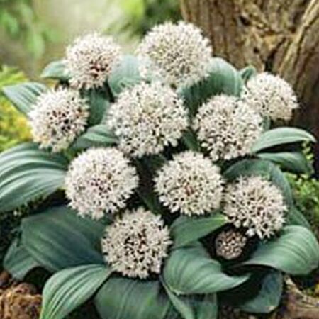 25 x Allium karataviene