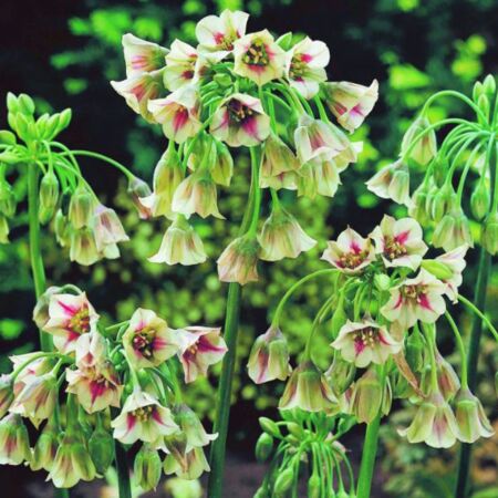 25 x Allium siculum