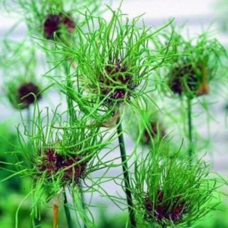 25 x Allium vineale hair