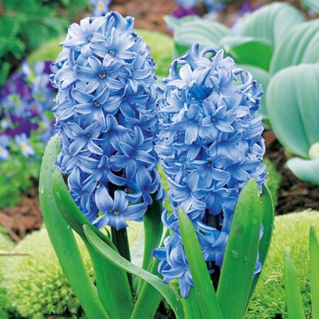 25 x Hyacint Blauw