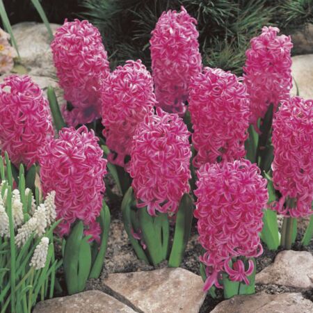 25 x Hyacint Pink Pearl