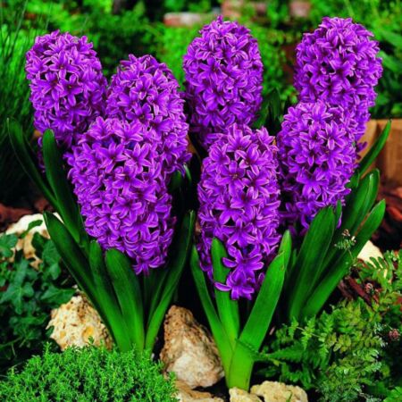 25 x Hyacint Violet- Anna Lisa