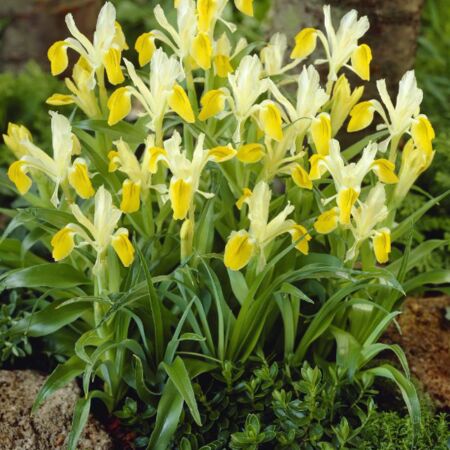 25 x Iris Bucharica