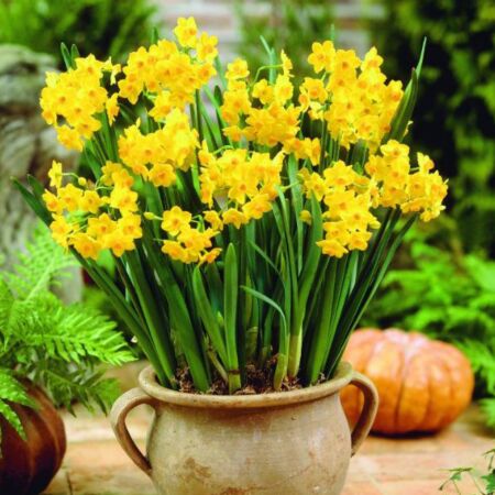 25 x Narcis Grand Soleil D'Or
