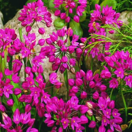 53 x Allium ostrowskianum