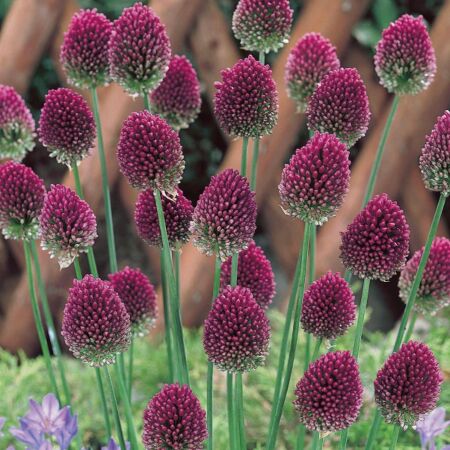50 x Allium spearocephalum