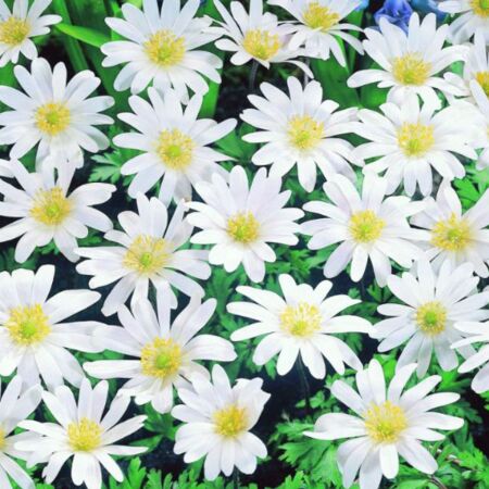 53 x Anemone blanda 'White Splendour'