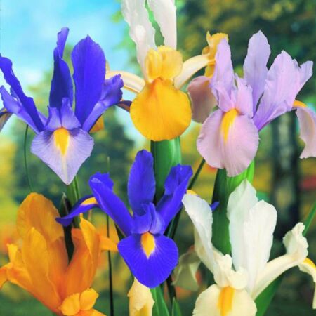 50 x Iris Gemengd