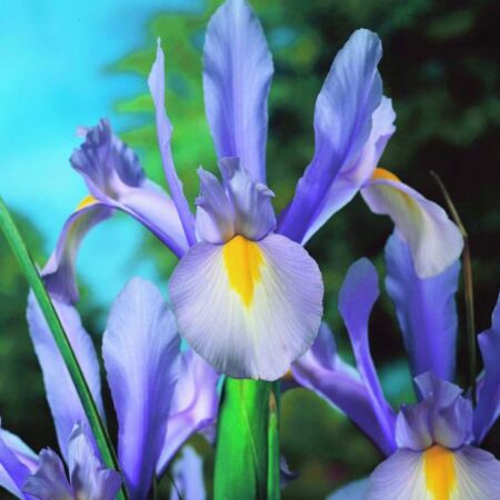 50 x Iris Wedgewood