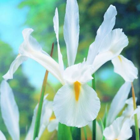 50 x Iris White Excelsior