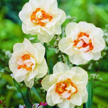 50 x Narcis Flower Drift