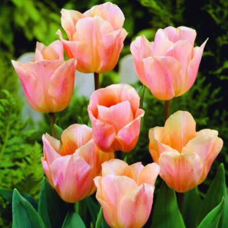 50 x Tulipe Abricot Beauty