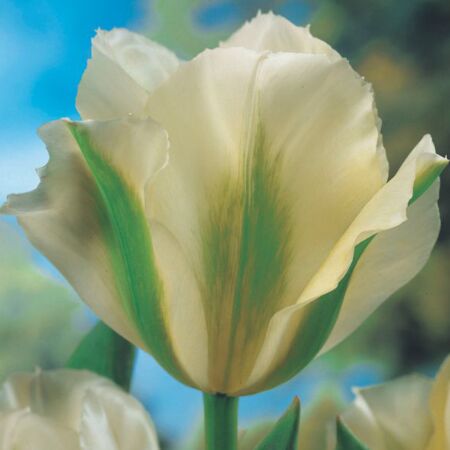 50 x Tulipe Spring Green