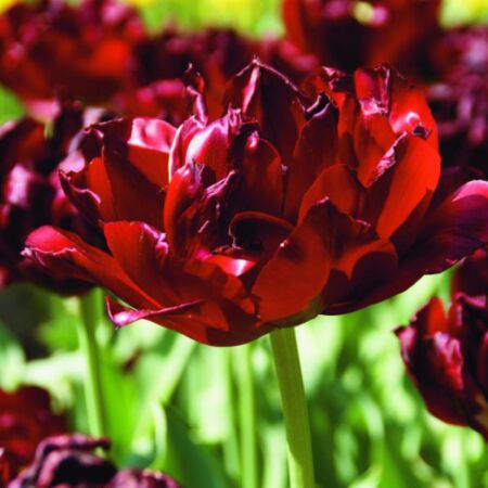 50 x Tulp Uncle Tom