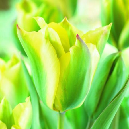 50 x Tulipe Yellow Springgreen