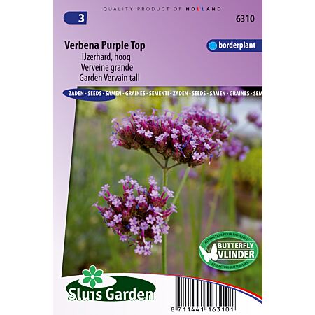 Verbena grande Purple Top - Einjährige Blumensamen
