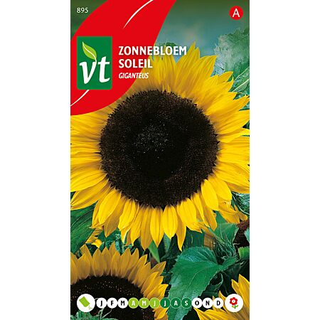 Sonnenblume Giganteus