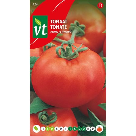 Tomate Pyros F1-Hybride Samen