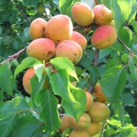 Prunus Armeniaca