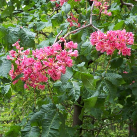 Marronnier à fleurs rouges 'Briotii'