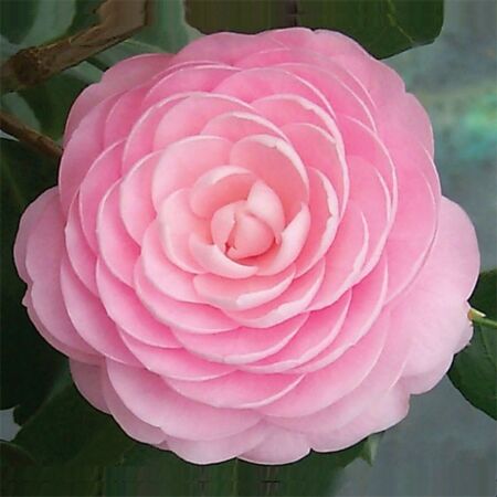 Camellia Japonica Roze