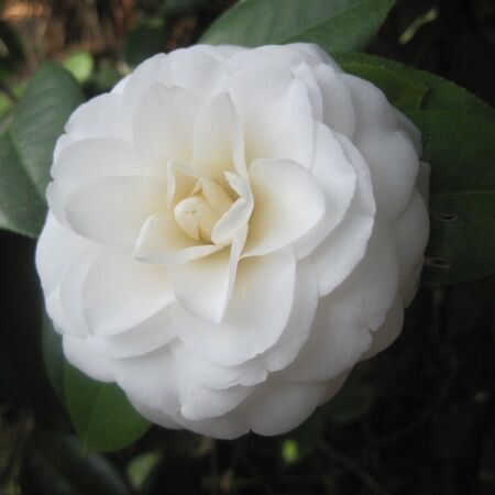 Camellia Japonica Wit