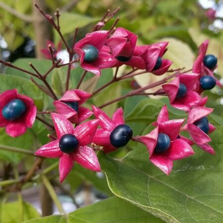 Clerodendrum Trichotomum