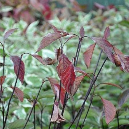 Cornus alba 'Kesselringii'