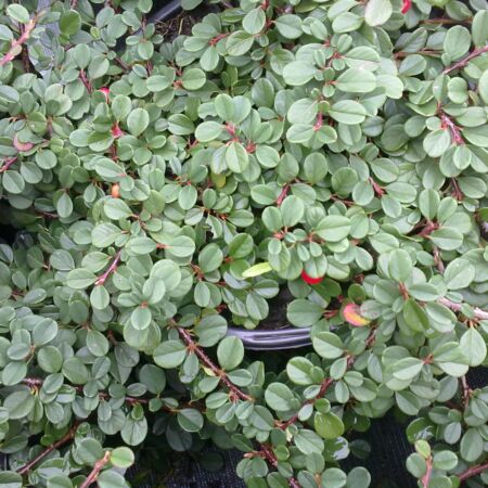 Cotoneaster Procumbens 'Streib's Findling'